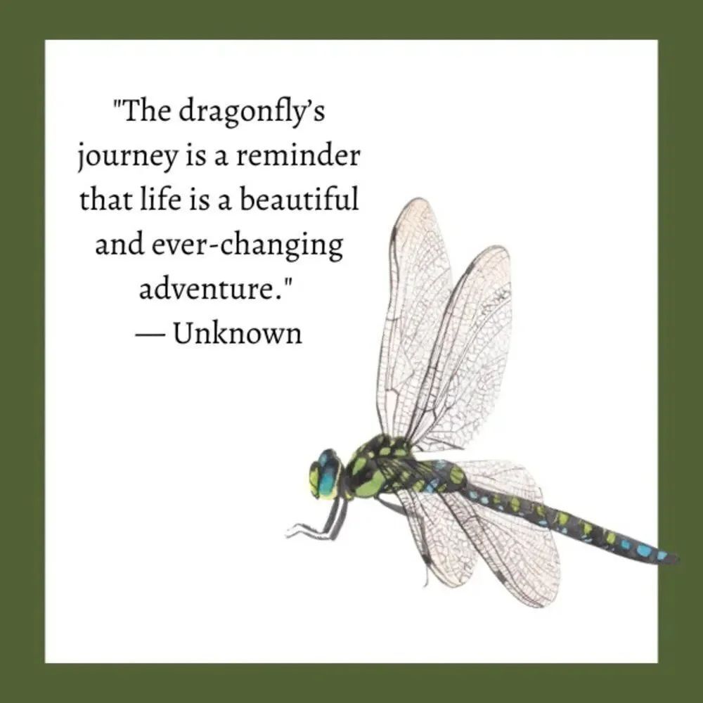 ✨ 🆕 ✨ Dragonfly Insect SILVER Collar Pin Brooch✨ - Picture 3 of 10